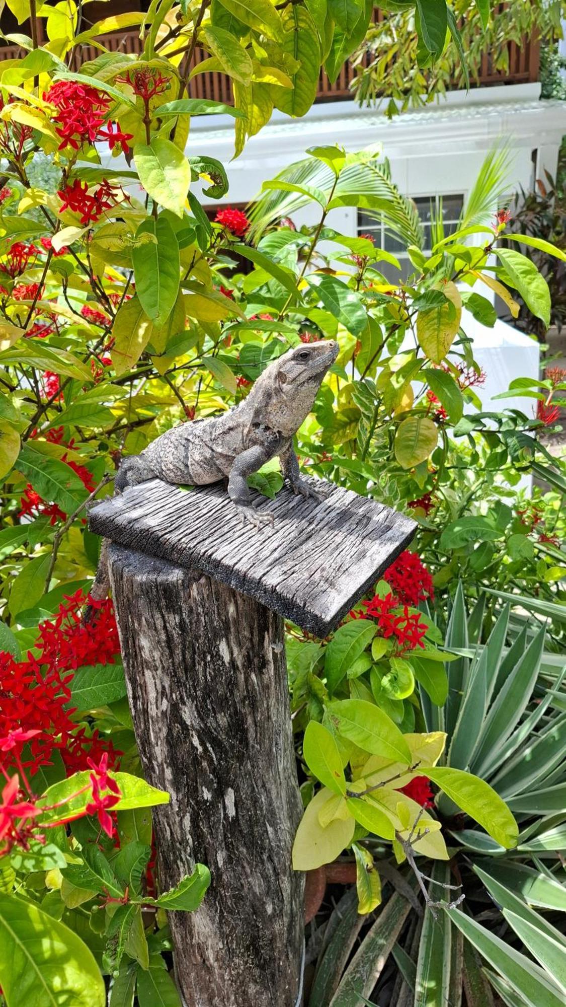 Amanda'S Place Green Studio - Pool And Tropical Garden Caye Caulker Exterior photo